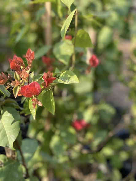 🌹زبائن صفحة مشتل ديالى خان بني سعد 
 
توفير مجموعة جميلة من نباتات الزينة 🏡والخارجية  💐
 👇وكل مايتعلق بها من
ورد جوري كل الاوان وعطري سعر ب2 وب3 وب5 
تكي كندي ب5
رارنج ب2 وب5 ارتفاع 2 متر عمر 3 سنه 
برتقال عراقي بب4
جهنمي متسلق +قزمي متوفر كل الاوان 
ليمون عراقي عمر 4 سنوات سعر ب4 وب6
اكاسيا سوداء 
اكاسيا حمره 

 (🪴اسمدة بمختلف الانواع، مبيدات 🐛زراعية،  تربة زراعيه. ، سنادين بلاستك  ) 

للطلب ومعرفة الاسعار والتفاصيل يرجى مراسلة الصفحة 
أو الاتصال 📞على الارقم الاتي : (***********) يوجد واتساب
