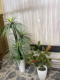 زرع للبيع 07729239912 مكاني بغداد