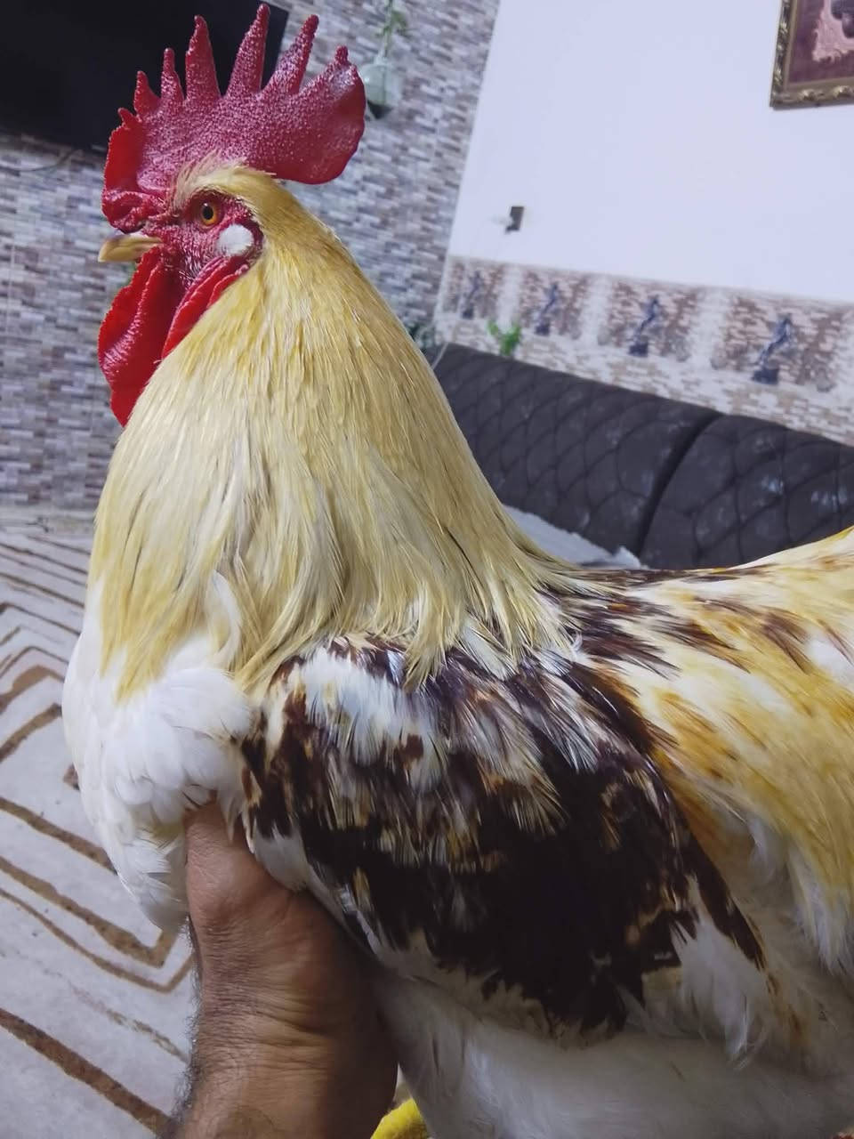 متاح هذا الحلو للبيع قيم بلي يرضي الله مكاني داموك وهذا رقمي
***********

***********
