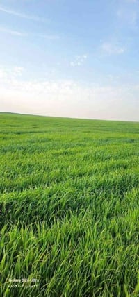 ٥ دوانم • طابو سند ٢٥ • زراعي