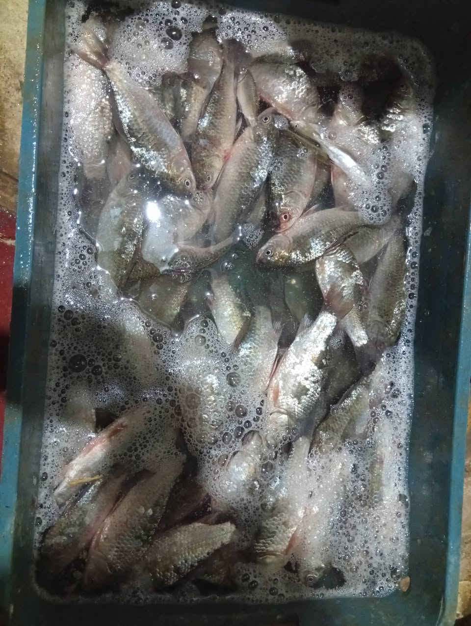 سلام عليكم سمج كله تازه الحجز خاص يتوفر شخاط صيد الشط العنوان كميرة الجزيرة السياحيه سعر 3 كيلوات 10
***********
