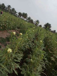 بذور بانيه • درجة اولى • بابل جبله