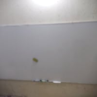 صبوره • حجم كبير • النجف