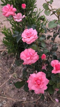 ارض زراعيه • ٢٥٠م • طريق المشايه