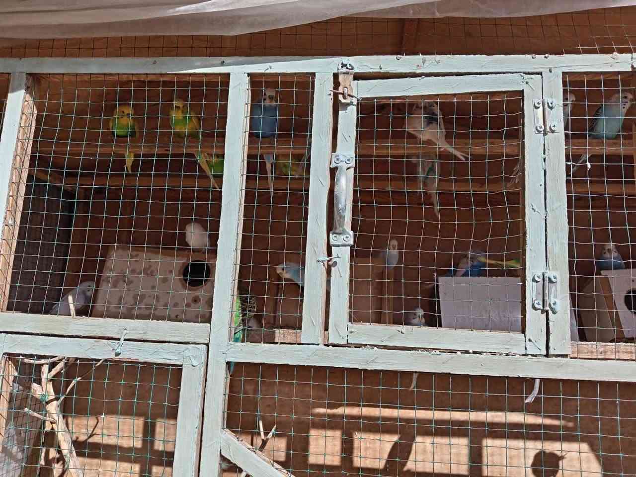 40 بلبل للبيع همه والقفص مالتهم
 صحتهم حيل زينه اي مرض مابيهم 
جواهم بيض وفروخ
*********** واتساب واتصال
