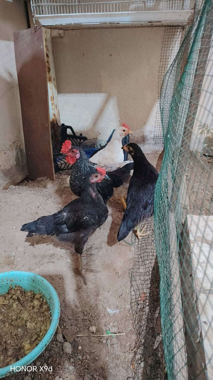للبيع فراريج 6 حلوات 3 ديوجه 3 دجاجات السعر 42 ألف


**إذا كنت صاحب هذا الإعلان وتريد حذفه لأي سبب، رجاءا أرسل رسالة إلى الدعم الفني**