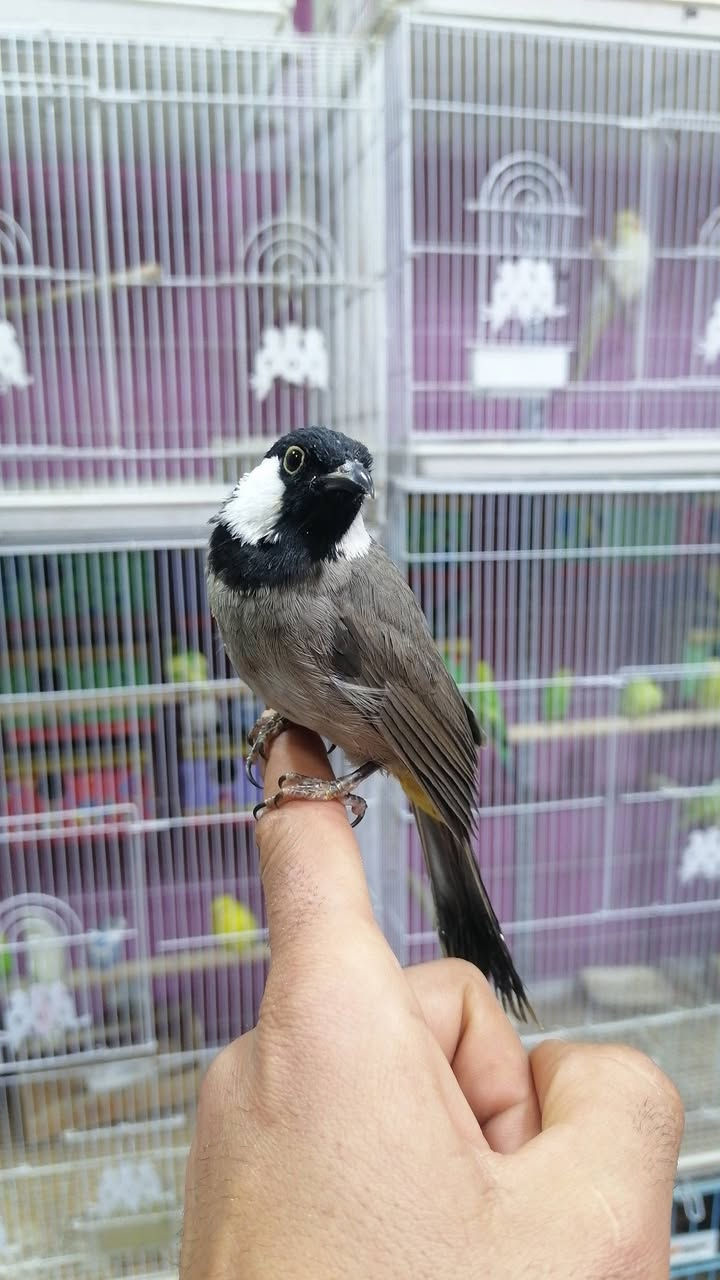 بلبل ربه فول يطلع خارج القفص ب٥٥
ناصريه بلمدينه *********** اتصال
