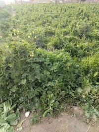 دونم • طابو زراعي • جزيرة الرمادي