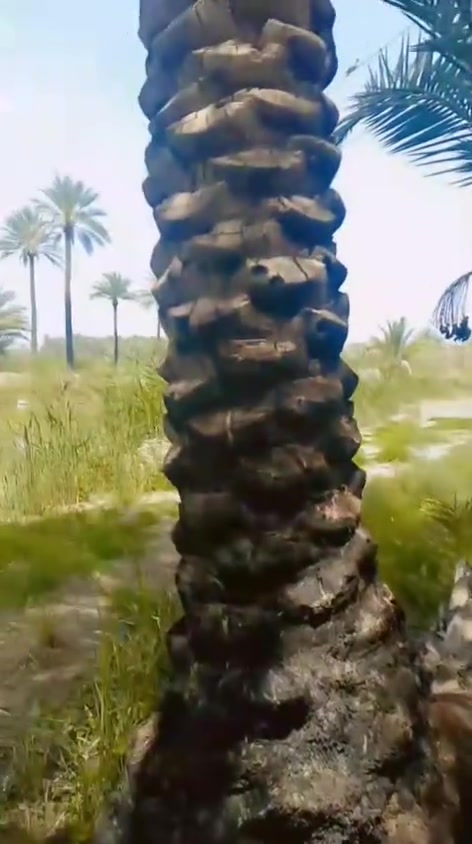 فرصه استشماريه بابل المسيب
6دونم للبيع سند25 مستقل 
نخيل عدد80 أشجار فواكه رمان عنب
تين برتقال زيتون+حمضيات نارنج نومي 
لالنكي سندي +ماء كهرباء متوفر+ بأر ماء
+ماء سقي تحتوي على بحيره اسماك
+حقل  دواجن عدد2+اجايز دواجن
قاعه حقل دواجن واحد مشيد
+تبعد عن شارع تبليط 350متر
+عرض الشارع 10 متر مثبت وبي مرتسم
+محاطه بزل+نهر +سعر الكلي(350)مليون
للاستفسار اكثر خاص ..


**إذا كنت صاحب هذا الإعلان وتريد حذفه لأي سبب، رجاءا أرسل رسالة إلى الدعم الفني**