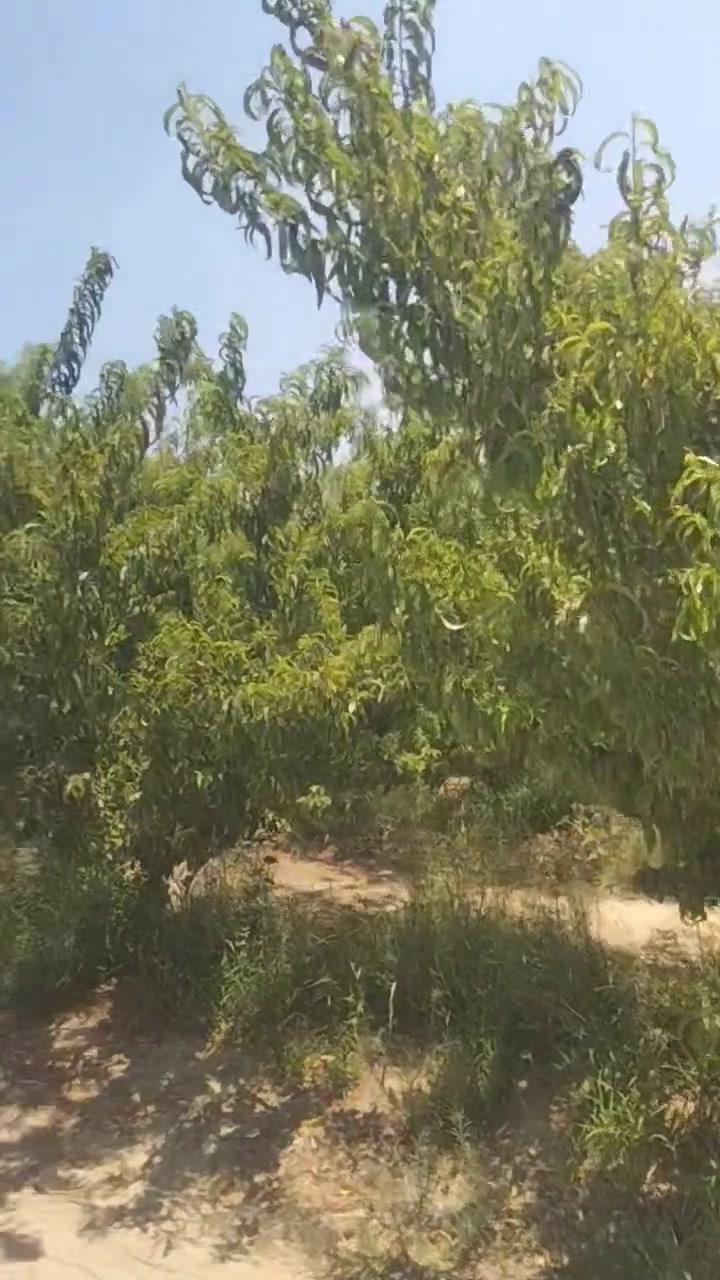 للايجار 5 فدان خوخ في قريه الشهداء للتواصل 01005505977


**إذا كنت صاحب هذا الإعلان وتريد حذفه لأي سبب، رجاءا أرسل رسالة إلى الدعم الفني**
