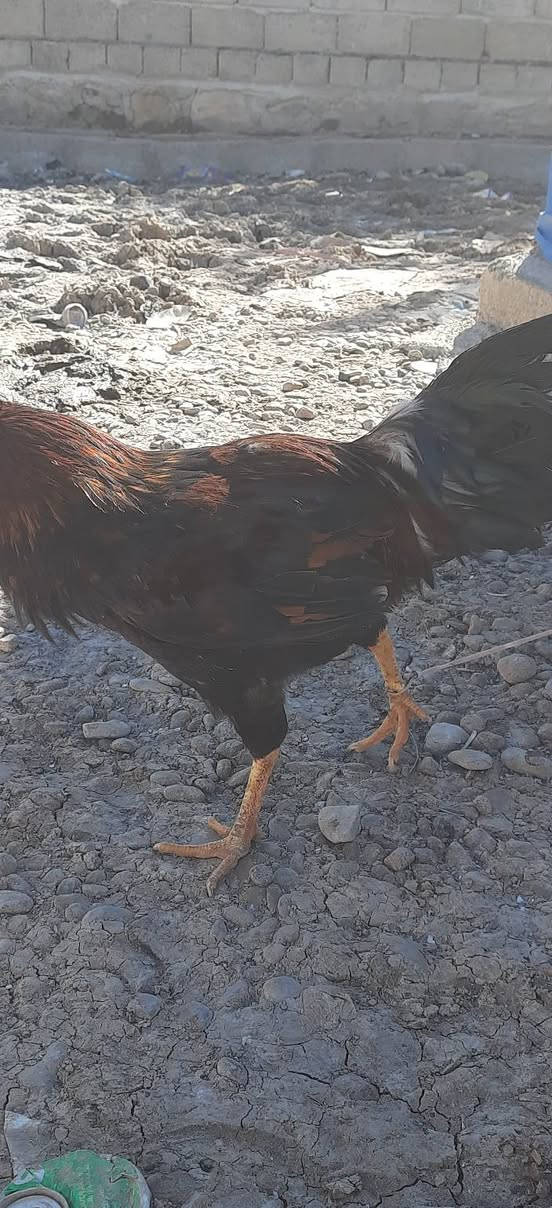 السلام عليكم ديوك عرب فول اسمان رقم واحد للبيع
الرقم ***********
