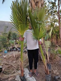 واشنطونيا • ١-٢٫٥م • بابل القاسم