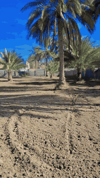 كربلاء الإمام عون • ١٠٠٠م • نص للبيع