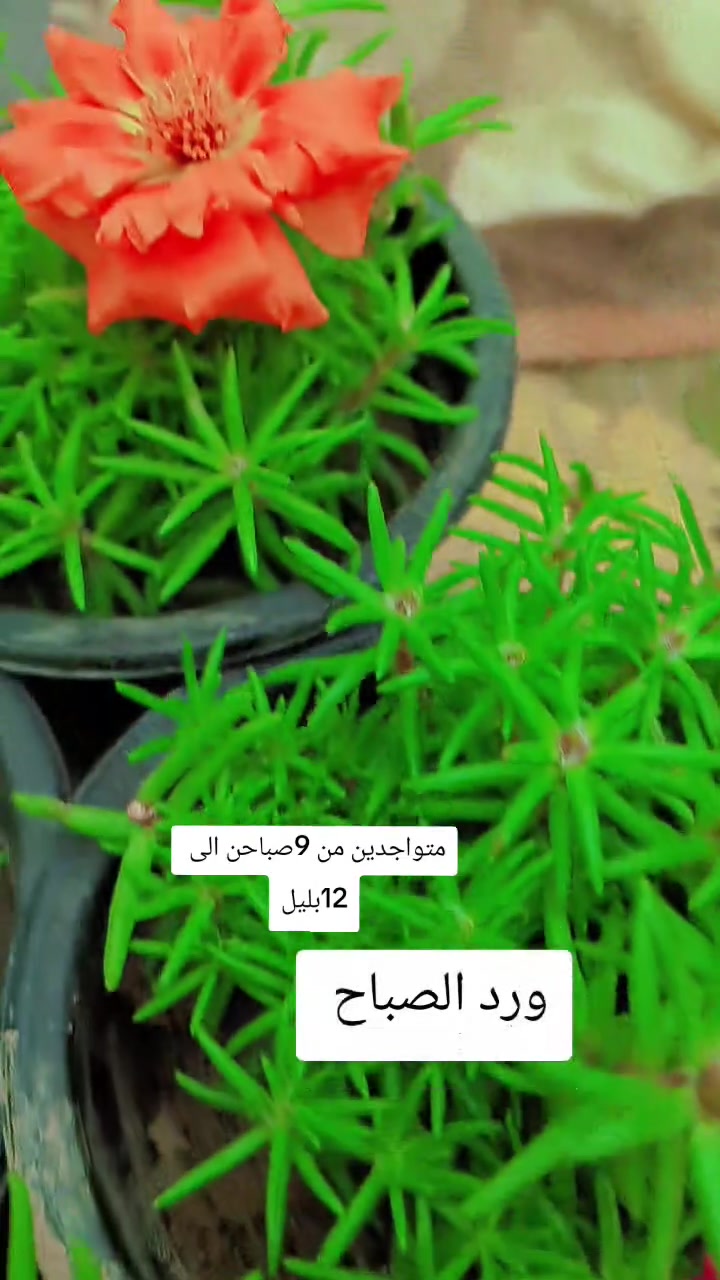 السلام عليكم ثيل موجود المتر مربع سعره 3 اكاسيه 3 ورد الصباح الف


**إذا كنت صاحب هذا الإعلان وتريد حذفه لأي سبب، رجاءا أرسل رسالة إلى الدعم الفني**