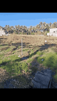 قطع اراضي زراعية جنس الأرض 《25》
تقطيع حسب الطلب 
العنوان/بعقوبه مدخل أسواق الشمري بين السوامره الثانيه ومشروع ماء جبينات
الرقم/***********
