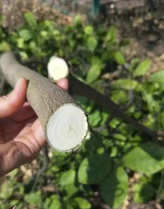 Chinese factory manufactured gear labor-saving thick branch pruning shear
Max cutting diameter up to 55mm, effortlessly cut thick branches
Stable supply with favorable price for bulk orders
Welcome your inquiry and negotiation

#PruningShear #ThickBranchCutter #GardenTools #ChineseFactorySupply #GearShear #TreeTrimming


**إذا كنت صاحب هذا الإعلان وتريد حذفه لأي سبب، رجاءا أرسل رسالة إلى الدعم الفني**