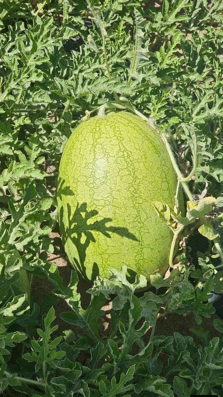 السلام عليكم ع بركه الله وصول ركي تورنادو إلى مكتب باسم الاابرهيمي العنوان الحيدرية الحولي رقم الهاتف ***********
ركي تورنادو,,,,1000بذره 
ضمان وامان وجوده عاليه
