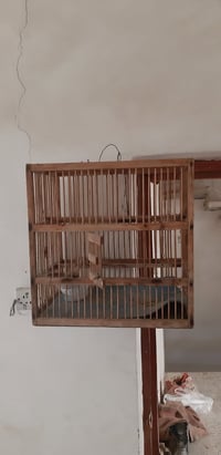 قفص بلبل • للبيع • ناصريه مركز
