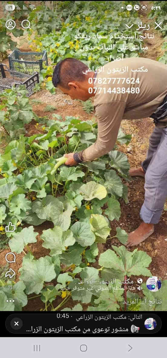 مكتب الزيتون الزراعي – بإدارة المهندس جمال السامرائي
واســط / قضاء الزبيديــة

 سماد "ريفكو"  سعر الطن ١٦٠ الف مطروح بالزبيدية 
سماد دواجن  معقم مبستر خالي من الفطريات و البكتريا وبذور الادغال 

فوائد سماد ريفكو:

ينشّط التربة ويزيد من نسبة الأوكسجين الضروري لجذور النبات.

يُغذي النبات بالعناصر الكبرى (NPK) بشكل طبيعي ومتوازن.

يحسّن قدرة التربة على الاحتفاظ بالرطوبة، ويقلل من تكرار الري.

ينشّط الكائنات الحية الدقيقة النافعة، ويعيد الحيوية البيولوجية للتربة.

يرفع خصوبة التربة ويُحسّن بنية الأرض الزراعية على المدى البعيد.

آمن وفعّال لجميع أنواع المحاصيل (الخضر، الحبوب، الأشجار المثمرة).

يساعد في تقليل الملوحة وتحسين امتصاص العناصر الغذائية.

للاستفسار عن كمية وطريقة الاستخدام:
***********
***********

مكتب الزيتون الزراعي – ثقة المزارعين وخبرة المهندس جمال السامرائي
