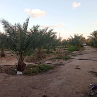 بيت • ماطور ١٠حصان • ١١٧نخلة