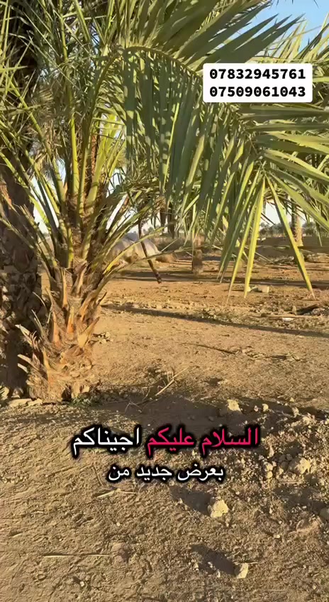 الموقع: مجاور مجمع جوهرة بغداد - منطقة عرب جبور.
🛣️ المساحه 33 دونم 
​📜 سند الملكية: طابو زراعي سند 25 مستقل
​🌟 لماذا تختار هذه الأرض؟
​✅ موقع حيوي: قربها من مجمع جوهرة بغداد  يجعلها منطقة واعدة جداً للتوسع المستقبلي.
​✅ تعدد الاستخدامات: مثالية لإنشاء (مزرعة نموذجية، مخازن، مشروع دواجن، أو استراحة خاصة).
​✅ خدمات متوفرة: منطقة مأهولة وقريبة من الشط  ومن الطرق الرئيسية والخدمات.
​💰 تفاصيل السعر:

​📞 للحجز والاستفسار والمعاينة الميدانية:
***********
***********
