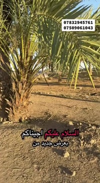 الموقع: مجاور مجمع جوهرة بغداد - منطقة عرب جبور. 🛣️ المساحه 33 دونم  ​...