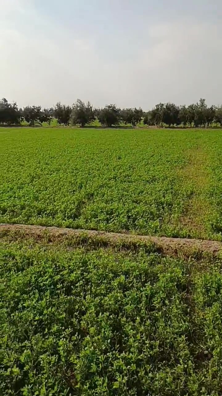 //13فدان في ابو طفيله الاسماعيليه متاح بيع نص المساحه//
//مطور كهرباء وطاقه شمسيه علي الخليج //
//بيت صبه ومعلف ميه شرب وكهرباء //
//مزروعه برسيم احجازي وزيتون//
//سعر الفدان 900الف قابل للتفاوض//
//01091673706رقم الهاتف وشغال وتس اب//


**إذا كنت صاحب هذا الإعلان وتريد حذفه لأي سبب، رجاءا أرسل رسالة إلى الدعم الفني**