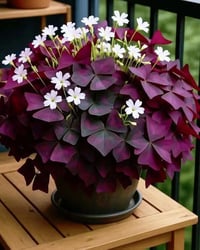 دار ملك • ١٠٠م • الهاشمية القصبة القديمة