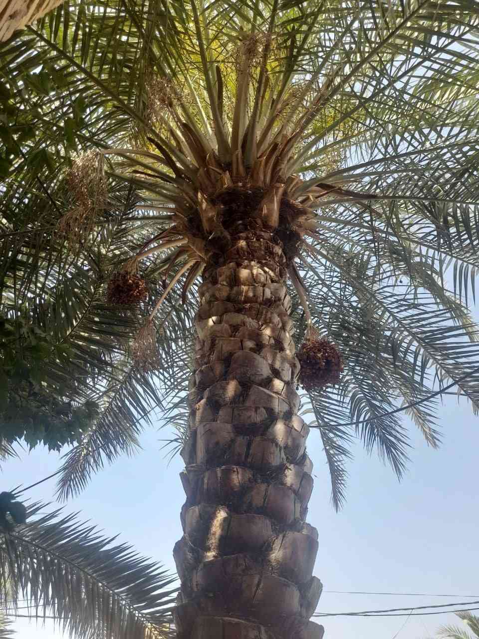 بيت للبيع طابو صرف مساحه 150بيت بسمي يتكون من حديقه براني ومطبخ وصاله غرفه وحده وجه 7ونص  نزال 20 موقع بيت يم جامع القائم قريب على مدرسة زينب رقمي *********** بي وتساب بل عافيه الي ياخذه
