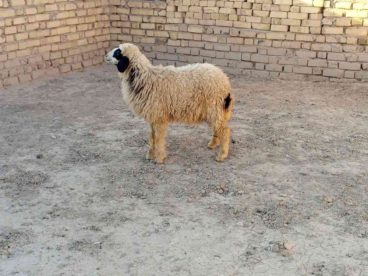 طلي نثيه سمينه حيل تارسه لحم وشحم شرط الصحاه ترهم 

ذبح وجني وهديه مكاني قضاء الفهود السعر  260 بيهه 

مجال والشراي يدلل وبخدمته اتصل ***********
