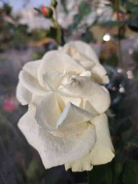 🌹 ما شاء الله تبارك 🌹

وفرنالكم الجوري الإيراني
نبات خارجي شمسي جميل جدا
مقاوم للحرارة والاجواء العراقية (عن تجربه، مزروع بالمشتل)
🏵️🌹🌺🌼🌷🌹🥀🌺🌼💮💐🌷
سعر الشتله ٤٠٠٠ دينار فقط 💥
للطلب و إلاستفسار الاتصال على الرقم التالي *********** ☎️
يوجد خدمة توصيل داخل الكوت فقط 🚕
متواجدين 👇
من الساعة 8:00 ص🕗
و حتى الساعة 10:00م🕙
