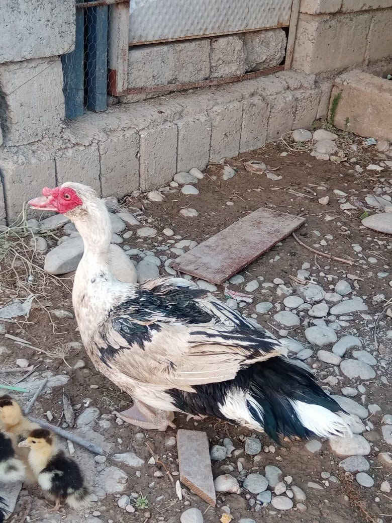 للبيع بط مصري للبيع


**إذا كنت صاحب هذا الإعلان وتريد حذفه لأي سبب، رجاءا أرسل رسالة إلى الدعم الفني**