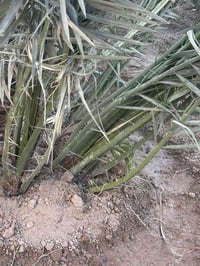 فسائل برحي • نخيل • ابي الخصيب