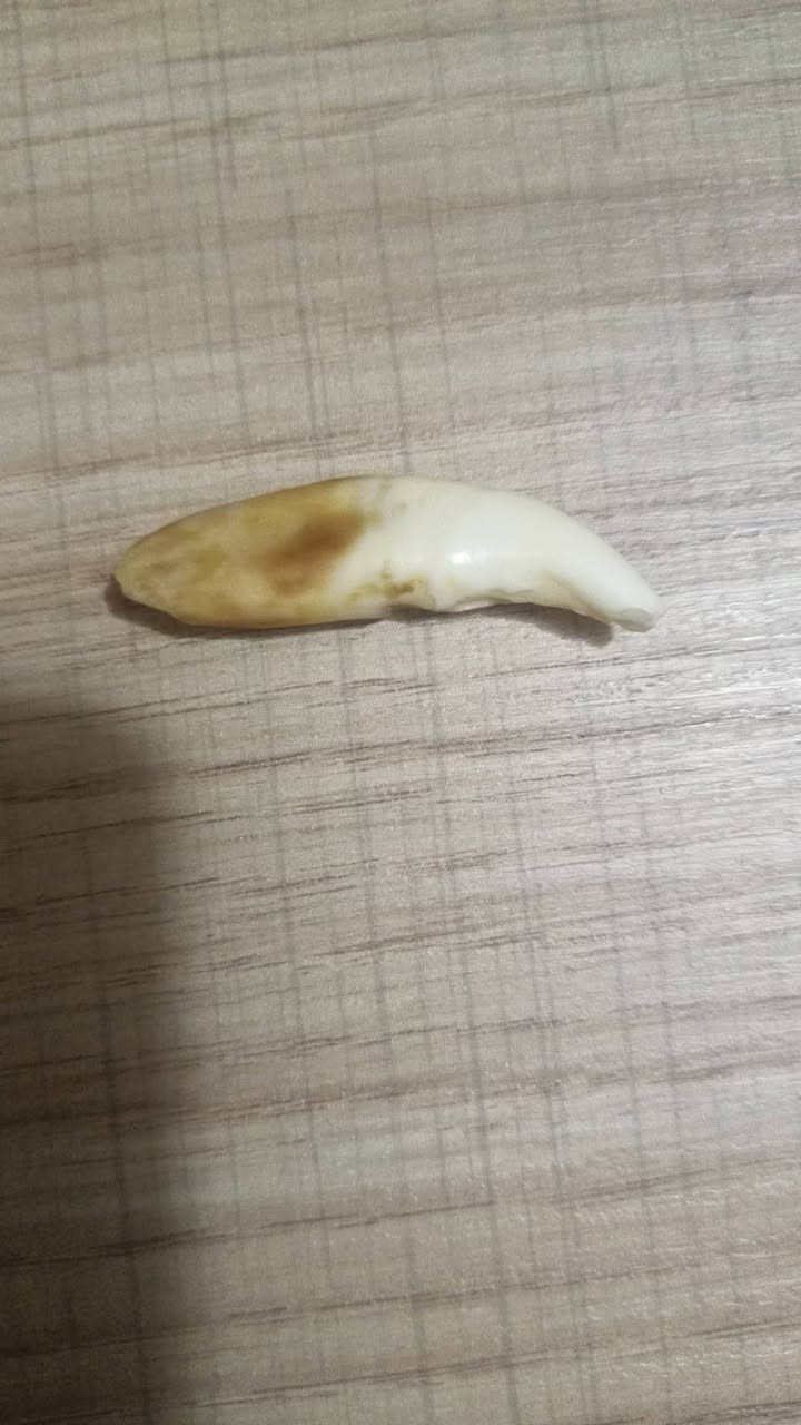 سلام عليكم ناب ذيب للبيع شرط لفحص شوفه لاي ابو ختصاص اذا ما طلع ناب ذيب عمره اكثر من 3 سنين اني اتكفل بكروة جيتك ورجعتك لعنوان ديالئ لمراسله واتساب فقط ***********
