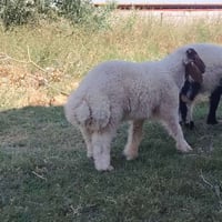 حيوانات للبيع • ماشية للبيع • عدد 4 • حيوانات • ماشية