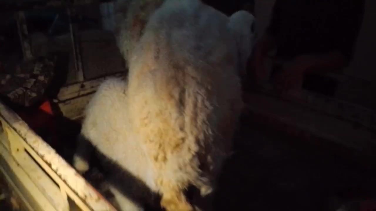 ياهلا بل شباب نورتونه شايفين الف الف خير يارب ايه الرزق نشالله


**إذا كنت صاحب هذا الإعلان وتريد حذفه لأي سبب، رجاءا أرسل رسالة إلى الدعم الفني**