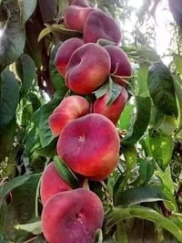 خوخ كعكي • ١م+ • راوه الجديده