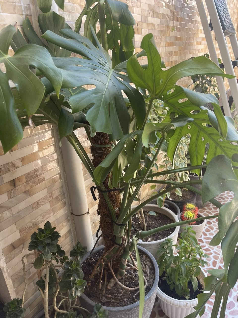 قفص صدري حجم كبير للبيع ٢٥الف نهايته


**إذا كنت صاحب هذا الإعلان وتريد حذفه لأي سبب، رجاءا أرسل رسالة إلى الدعم الفني**