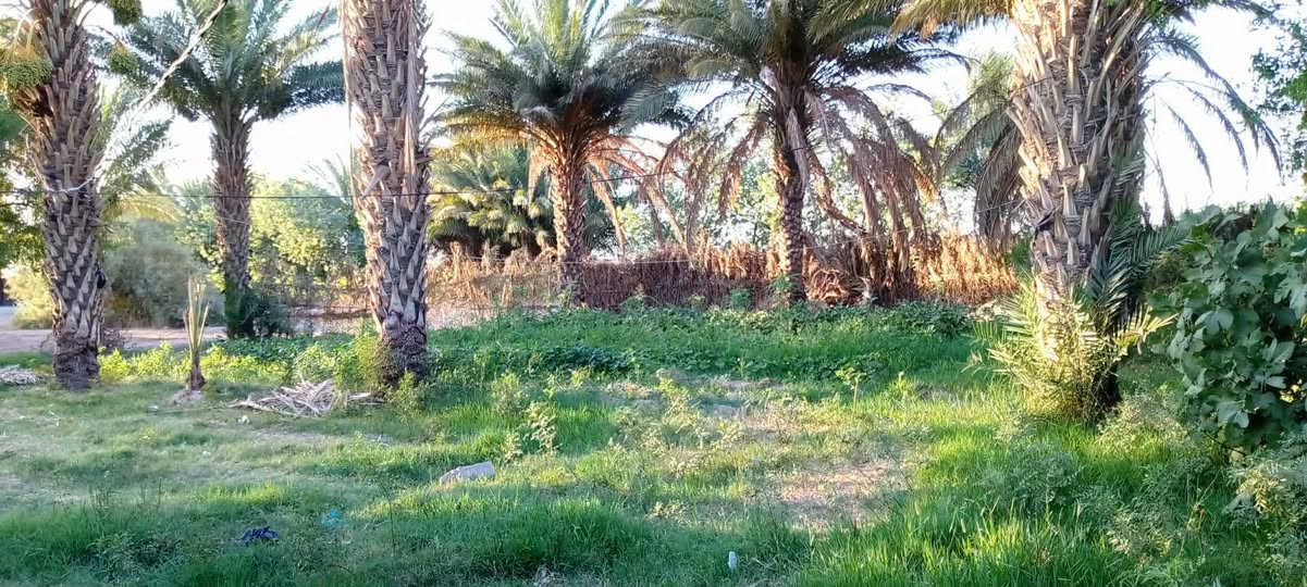 سلام عليكم
بيت لبيع مساحته 1500مع البستان
 يحتوي لبيت على غرفتين ومطبخ وصاله استقبال خارجي مع دونم على شط مكان واسط 
منطقه ليوسفيه مقابل دور الخليج
الستفسار على رقم

اسيا.***********

اثير.***********
