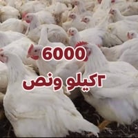 دجاجه كاملة • ٢ كيلو ونص • ذبح يومي