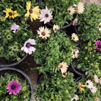 نبات استر • دائمي • قضاء الخالص