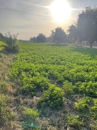 تريد افيدك واستثمر افلوسك بدونم وتخليه للزمن وسعره يصعد ما ينزل  وهواي...