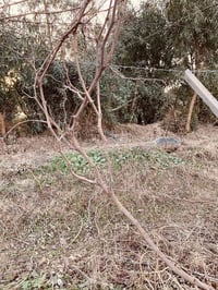 للبيع بيش عنب🍇🍇 نوع حلواني واسودّ فرنسي  للاستفسار الاتصال على الرقم ا...