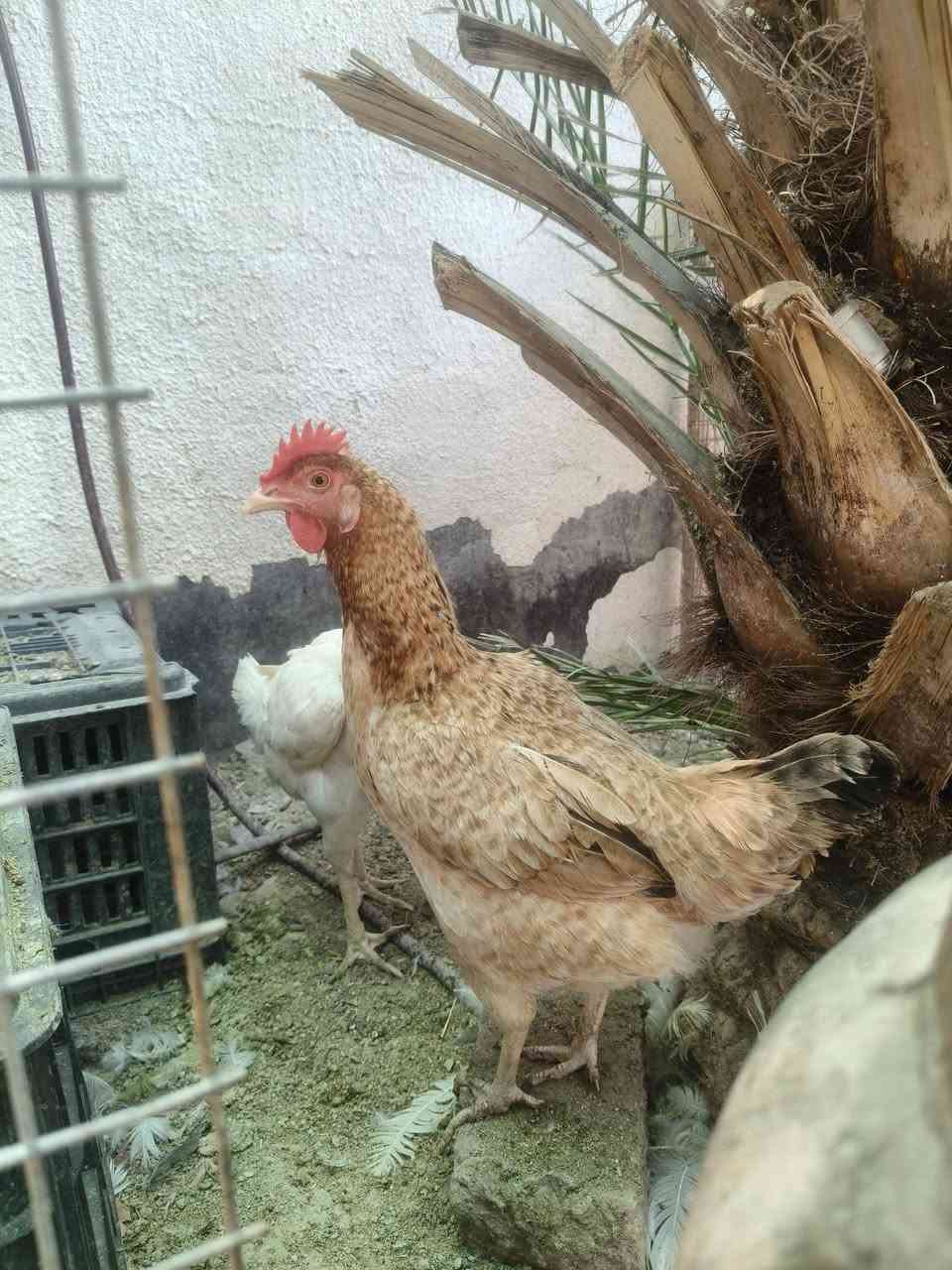 للبيع دجاج بياضة جاي تكرك سعرها 15
و ديج اسود ابو ركيبة سعره12 مكاني القرنة


**إذا كنت صاحب هذا الإعلان وتريد حذفه لأي سبب، رجاءا أرسل رسالة إلى الدعم الفني**