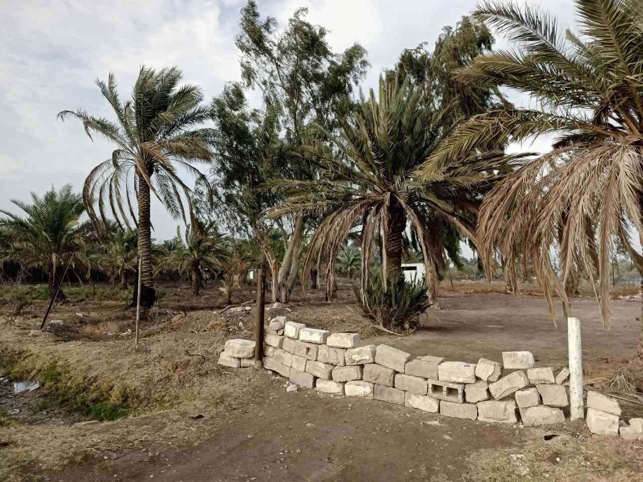 بستان للبيع المساحة 2.5 دونم  طابو زراعي سند 25
المكان بغداد المحمودية ابو شمع يبعد عن الحولي 500 متر فقط

الوجه 45 متر نزال تقريبا 150 متر 

المنطقة ،📍 شوارع تبليط مخدومة ماء حلو اسالة ماء سقي. بئر ماء حلو 

محولة كهرباء 4 مدارس مجاورة محطين للوقود 

مركز صحي + سوق 

الأرض تحوي 50 نخلة 

للأستفسار اكثر الاتصال على *********** وات ساب 

السعر 110 مليون للدونم الواحد السعر بلاش جوة السوك
الموقع📍
https://waze.com/ul/hsvzs09gs6
