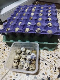 بيض سمان • فوائد صحية • بغداد الدورة
