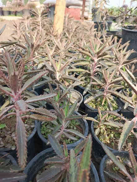 #ياعلي 
وصلت وجبه جديده من النباتات والأشجار الدائميه
توصيل متوفر لجميع مناطق المسيب 🛵
للحجز والاستفسار مراسله الصفحه او الاتصال على الرقم التالي:
***********☎️
