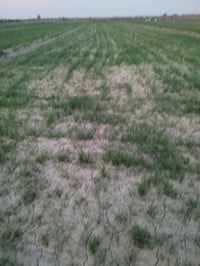 مكتب الزيتون • أسمدة ورقية • واسط - الشحيمية