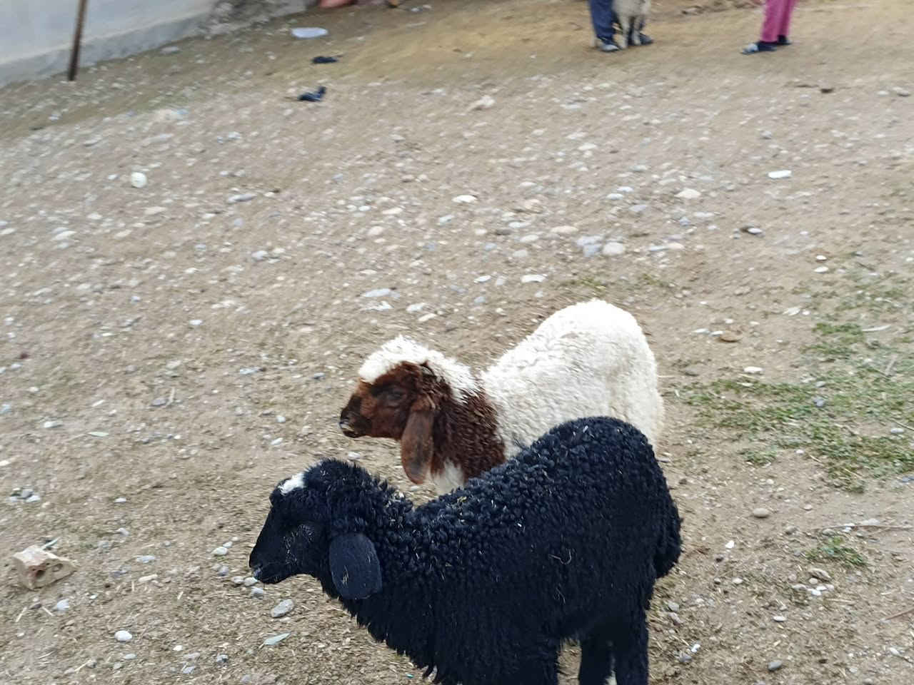 يوجد طلي وفطيمه مالات جنيه فول سعر 275 الف بلاشش🔥قوازي المكان بيجي حي العصري رقم الهاتف ‏‪***********‬‏
