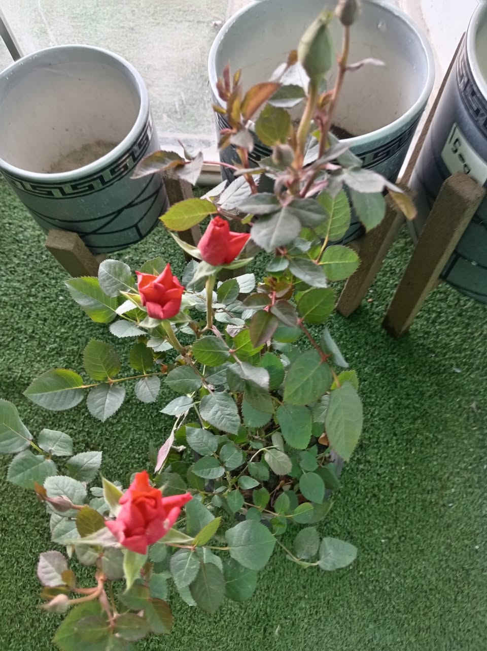 وللبدايات الجديدة
نقول اهلا☘️🪴 
حان الوقت لكتابة قصة جديدة مع نبتة ترافق ايامنا بكل الوانها ☘️🫶🏻 💓و صبحكم الله بالخير متابعيني الكرام
أسعد الله صباحكم  بكل خير متابعيني الكرام 🌹
🌹
نورتوا المشتل وكل يوم نفاجئكم بالأجمل 🌿✨
اللي يحب الخضار والزرع لا يفوّت هالوجبة وصلت تبارك الرحمن… 
متوفر في مشتلنا 🪴🪴🪴🦋💕
للبلاب مرمري
بنت القنصل
كلانشو ابيض
كلانشو وردي
كلانشو مطعم
للبلاب تعلاكه
دنفاخيا قزمي
📩 للاستفسار والمراسلة عبر الواتساب:
***********
🚚 خدمة توصيل داخل ناحية الحمزة فقط
🧑‍🌾 ويوجد كادر متخصص للتنظيف والزراعة
📍 العنوان:
بابل – الحمزة الغربي
حي الحسين – قرب عباس برهي للجملة
مقابل مدرسة المكرمه 
💚 زيارتكم تشرفنا ونورتونا بأي وقت

🌿

🌿
